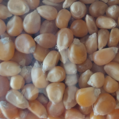 Ícone do produto 