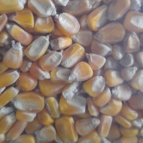 Ícone do produto 